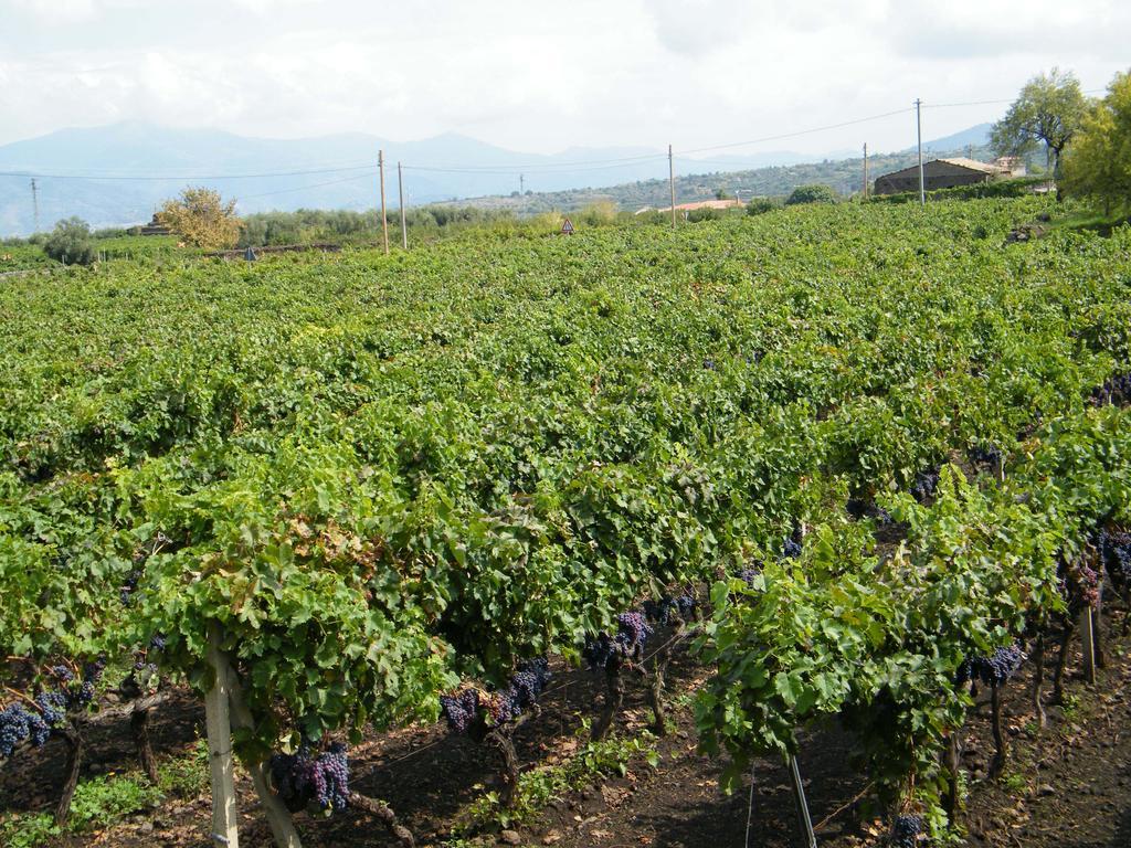 Etna Wine Azienda Agrituristica Passopisciaro Luaran gambar