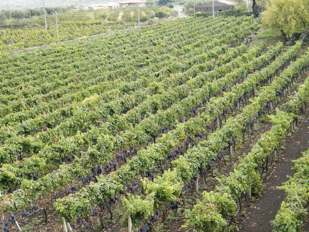 Etna Wine Azienda Agrituristica Passopisciaro Luaran gambar